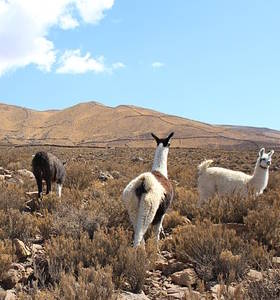 Bolivia